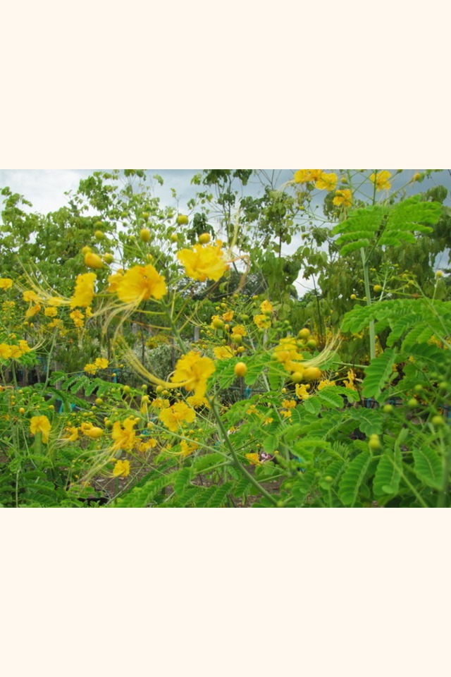 Slider_malinchillo_amarillo__caesalpinia_pulcherrima__flower_3