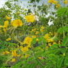 Thumb_malinchillo_amarillo__caesalpinia_pulcherrima__flower_3