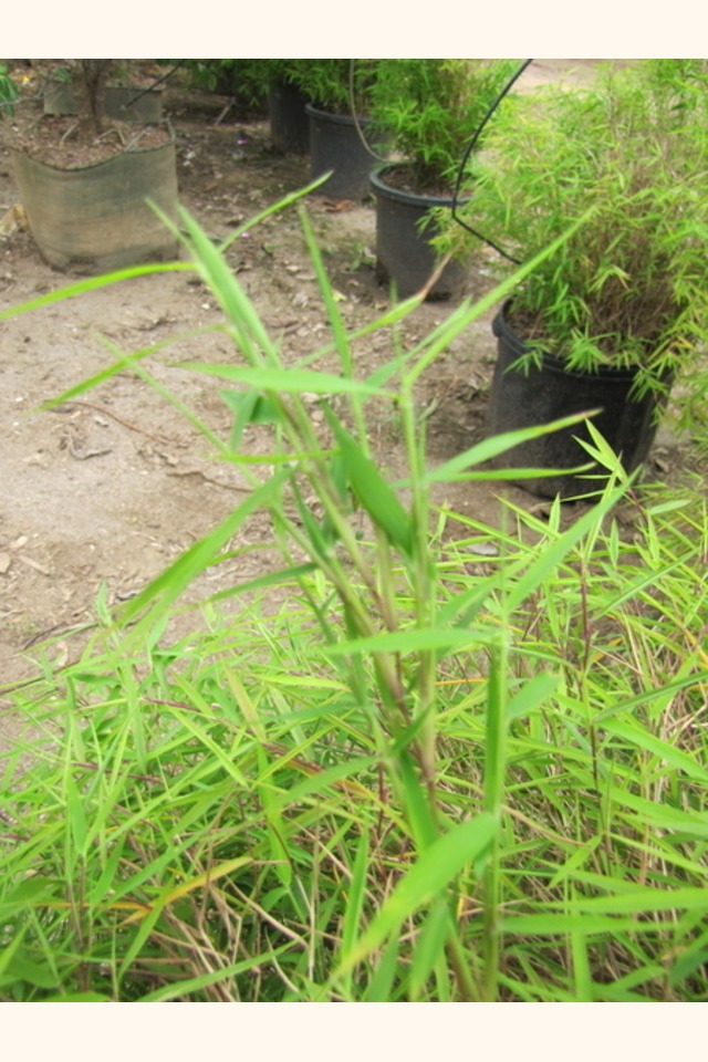 Slider_dwarf_chinese_bamboo__pogonatherum_sp.____leaf