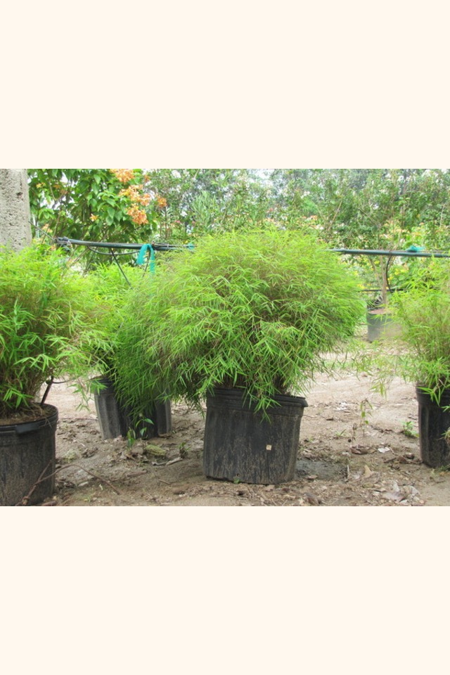 Slider_dwarf_chinese_bamboo__pogonatherum_sp.___