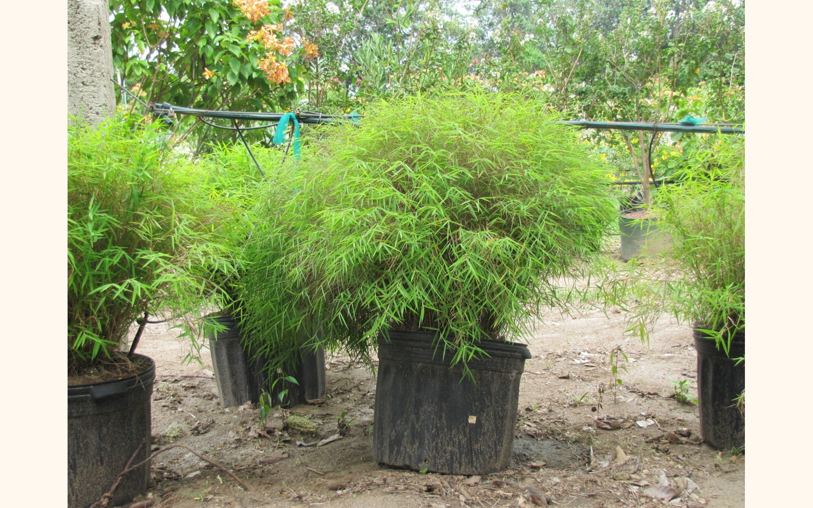 Slider_big_dwarf_chinese_bamboo__pogonatherum_sp.___