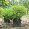 Thumb_dwarf_chinese_bamboo__pogonatherum_sp.___