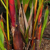 Lipstick palm, Red sealing wax palm 