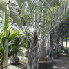 Triangle palm 