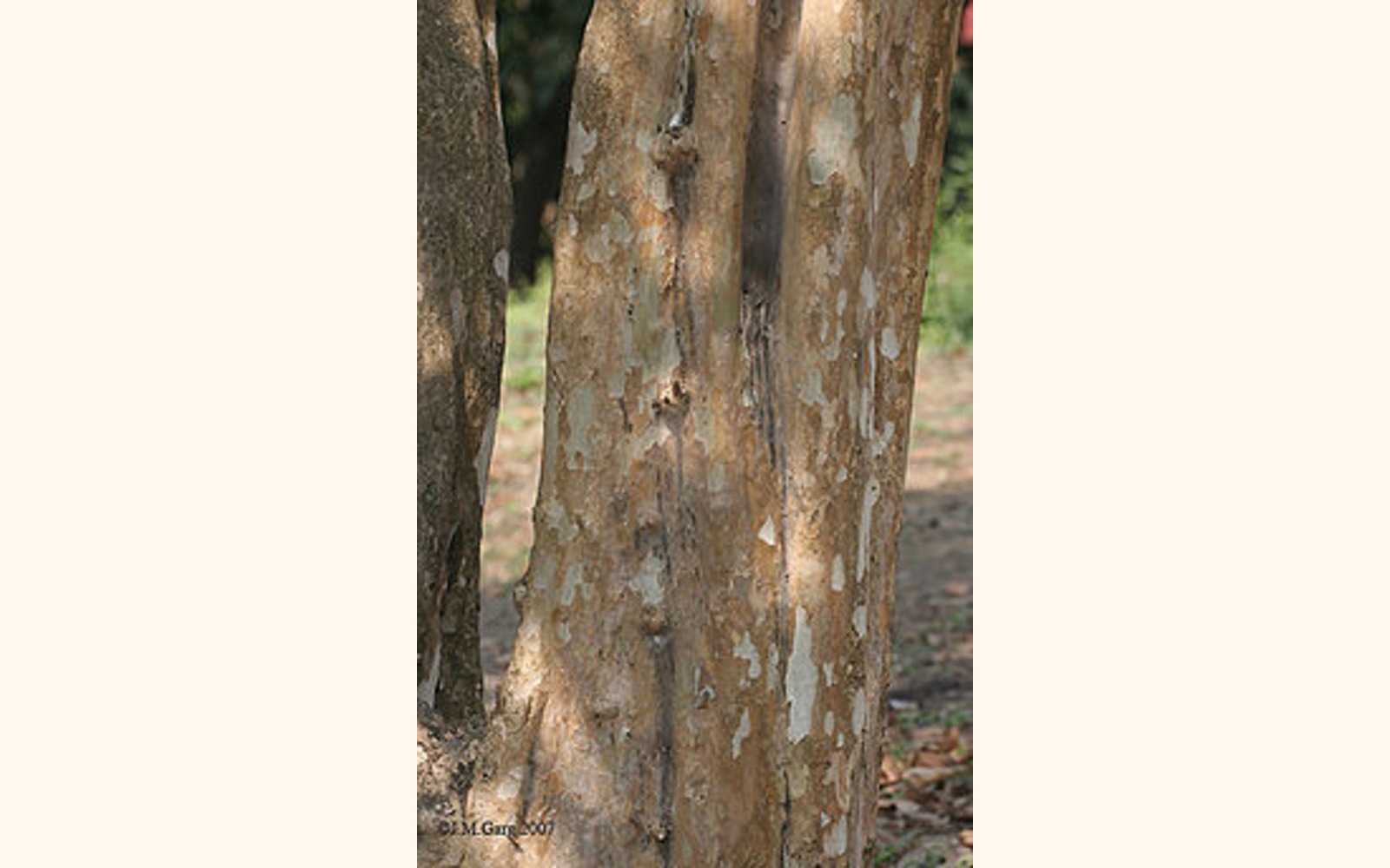 Slider_big_220px-bark_i_img_3282