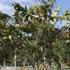 Queen's Crape-myrtle, Pride of India  