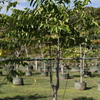 Ylang Ylang, Perfume Tree 