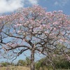 Pink trumpet tree, Savannah oak,  