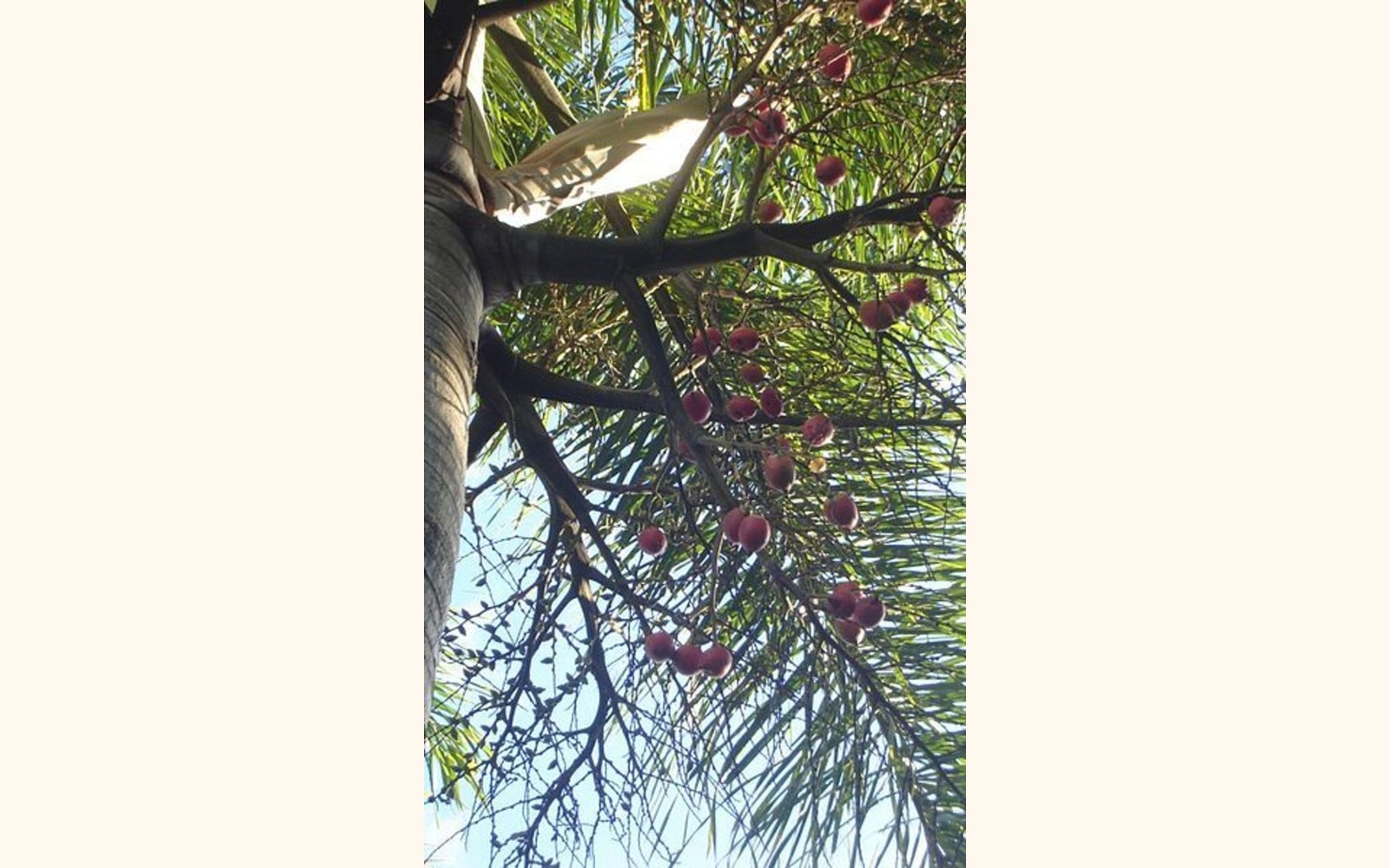 Slider_big_374px-foxtailpalm_seeds