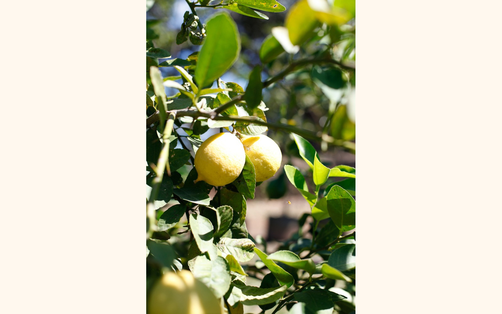 Slider_big_limoncidra_fr_02