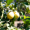 Thumb_limoncidra_fr_02