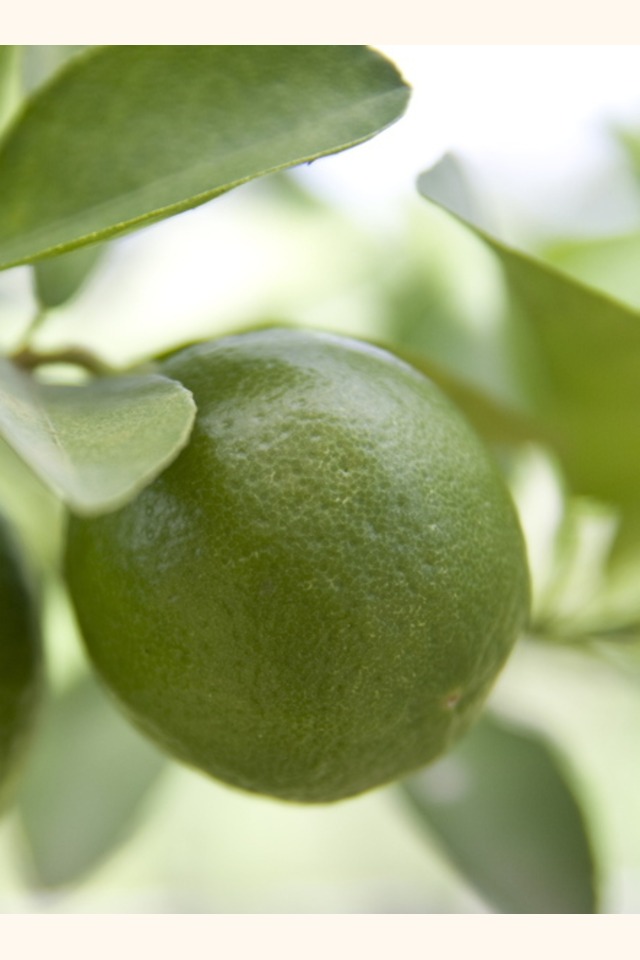 Slider_limon_criollo_5_2