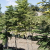 Jacaranda, Black Poui, Fern tree 