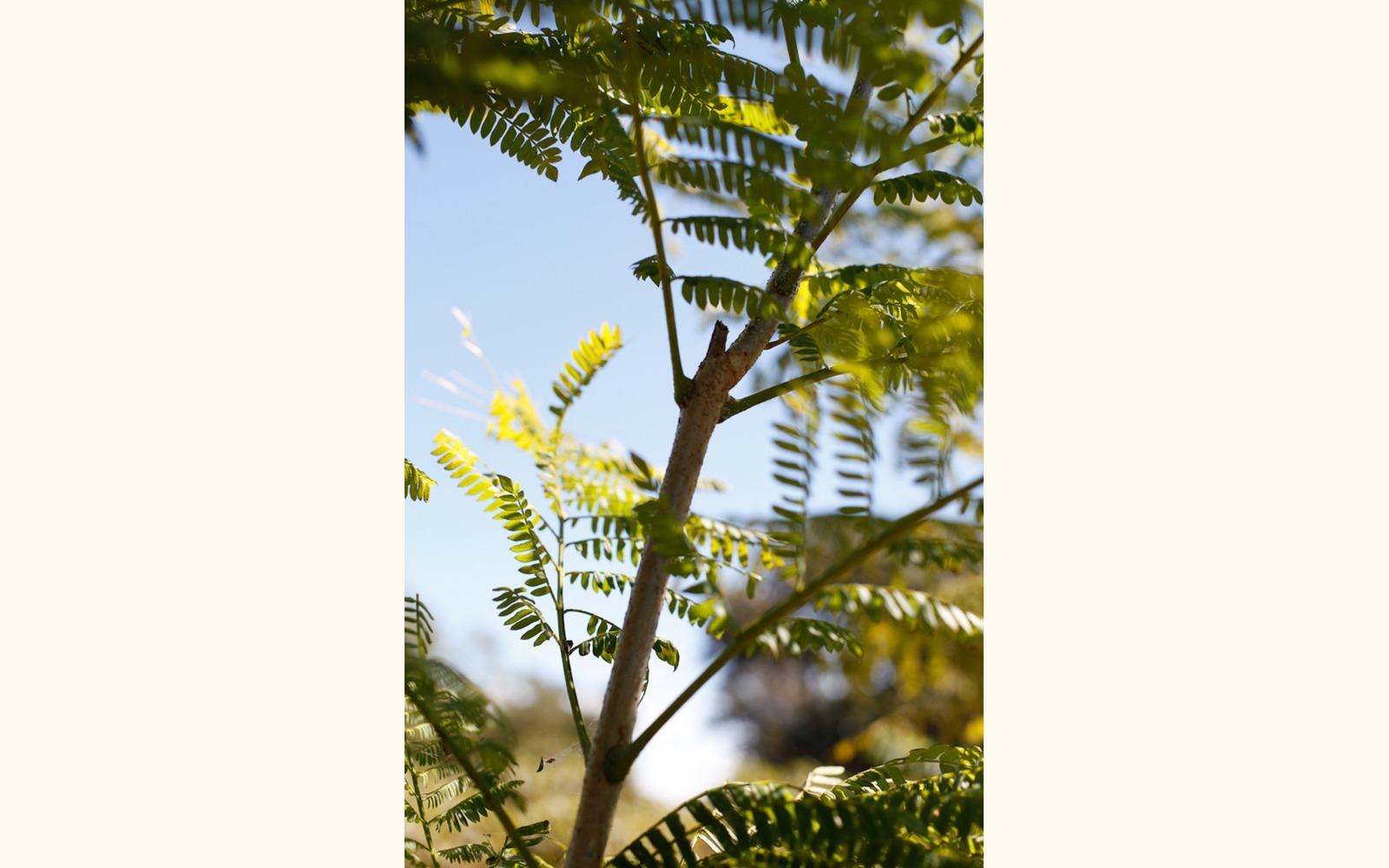 Slider_big_jacaranda_t_02