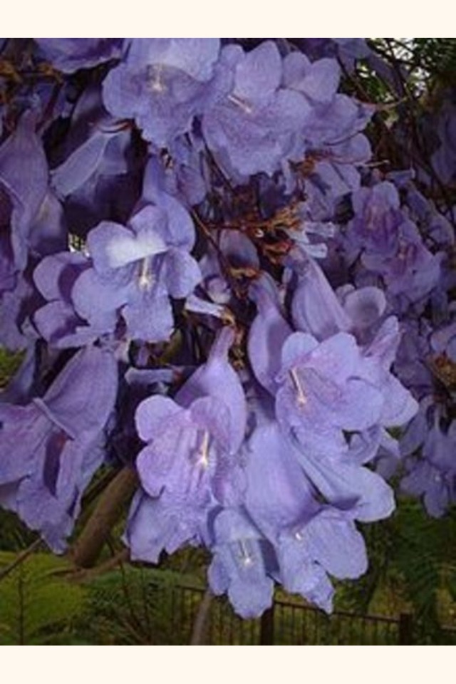 Slider_220px-bluejacarandaflowers