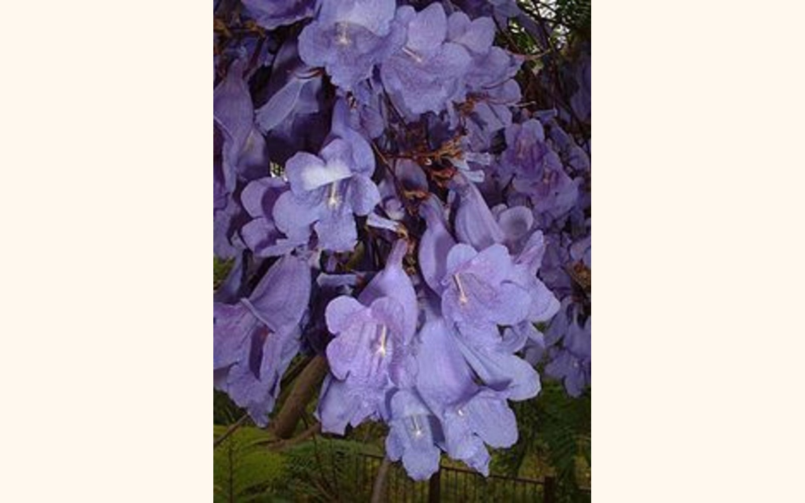 Slider_big_220px-bluejacarandaflowers