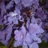 Thumb_220px-bluejacarandaflowers