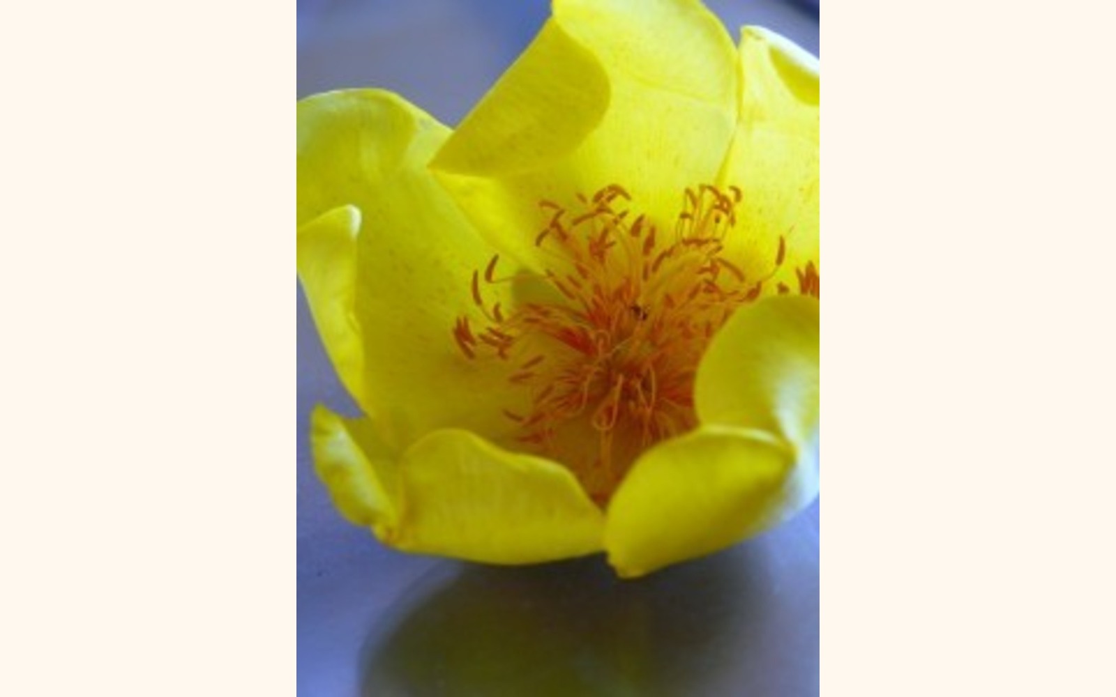 Slider_big_c-vitafolium-flower1-225x300