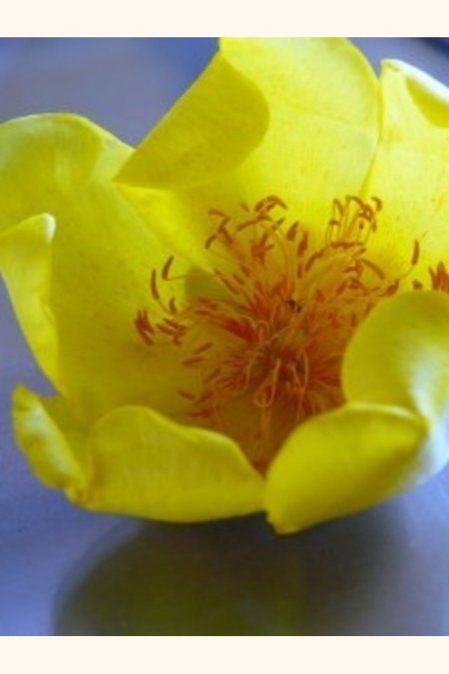 Slider_c-vitafolium-flower1-225x300