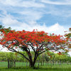 Royal Poinciana, Flamboyant