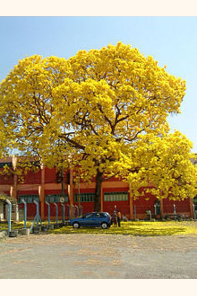 Slider_220px-ip__amarelo_tabebuia_goi_nia