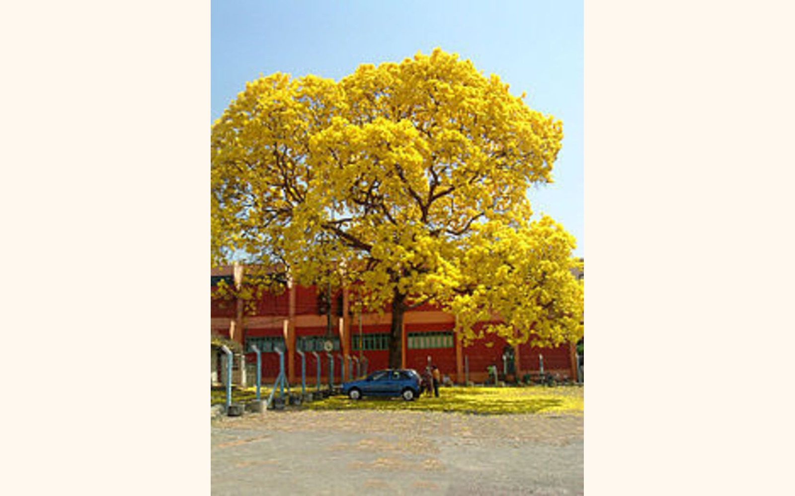 Slider_big_220px-ip__amarelo_tabebuia_goi_nia