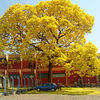 Thumb_220px-ip__amarelo_tabebuia_goi_nia