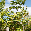 Tonka bean tree 