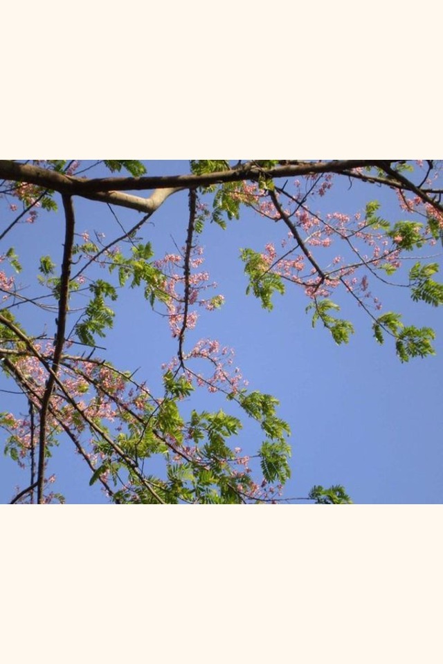 Slider_770px-cassia_grandis_flower