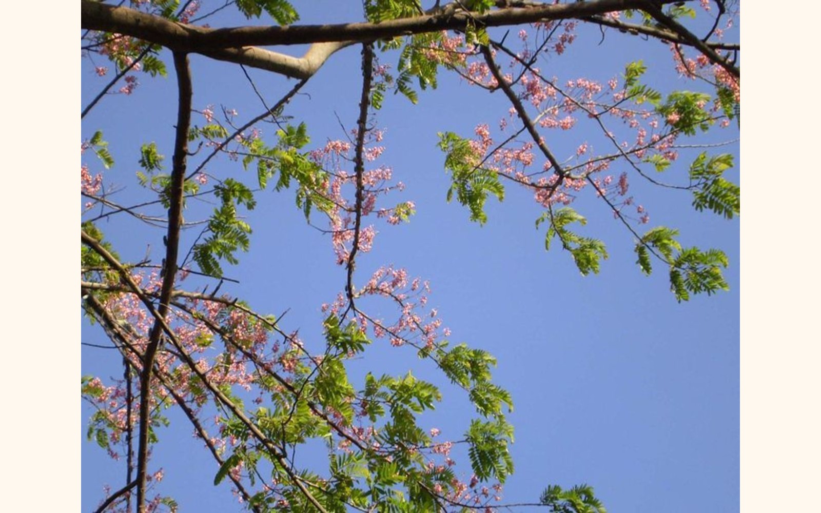 Slider_big_770px-cassia_grandis_flower