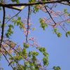 Thumb_770px-cassia_grandis_flower