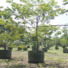 Thumb_carao_cassia_grandis_3