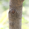 Thumb_carao_cassia_grandis_6