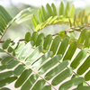 Thumb_carao_cassia_grandis_4