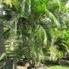 Areca, Golden feather palm, Butterfly, Yellow   
