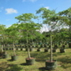 Kapok, Silk-cotton tree 