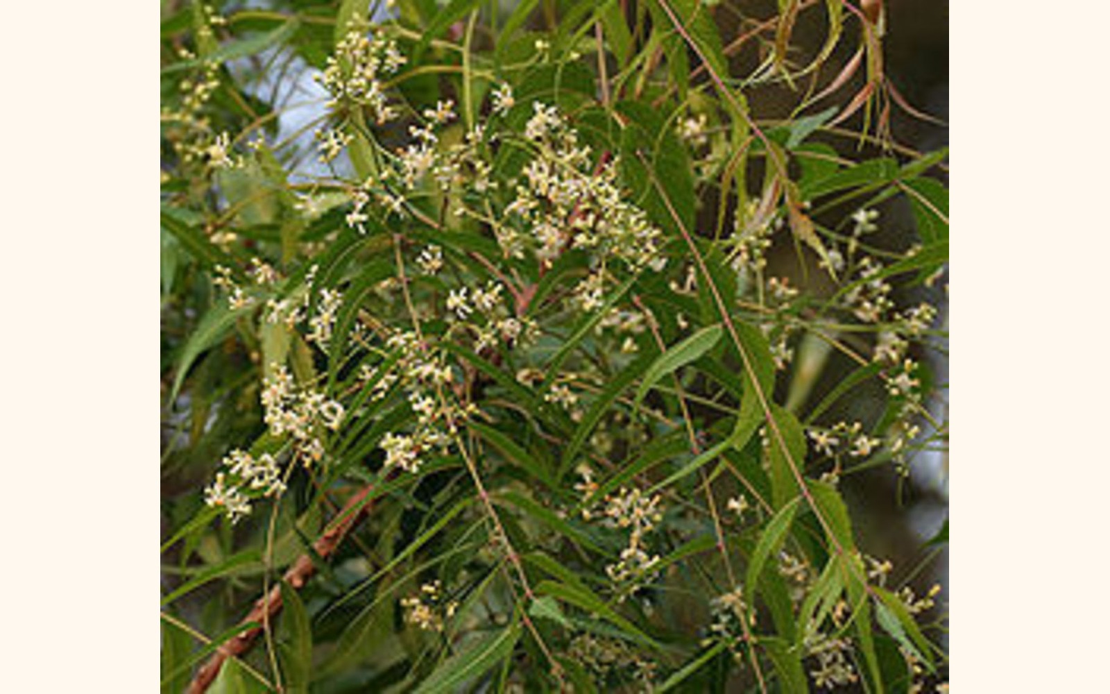 Slider_big_250px-neem__azadirachta_indica__in_hyderabad_w_img_6976