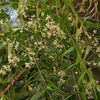 Thumb_250px-neem__azadirachta_indica__in_hyderabad_w_img_6976