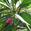 Frangipani (pink)