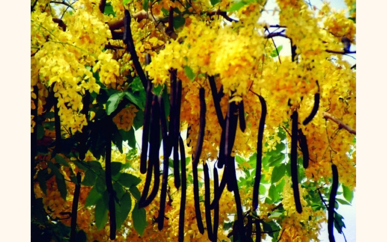 Slider_big_amaltas-cassia_fistula