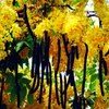 Thumb_amaltas-cassia_fistula