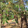 Paradise Tree, Bitterwood