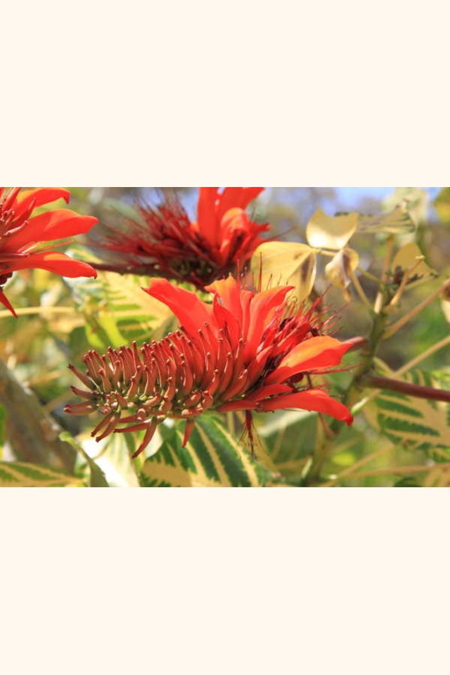 Slider_erythrina_variegata_flower_