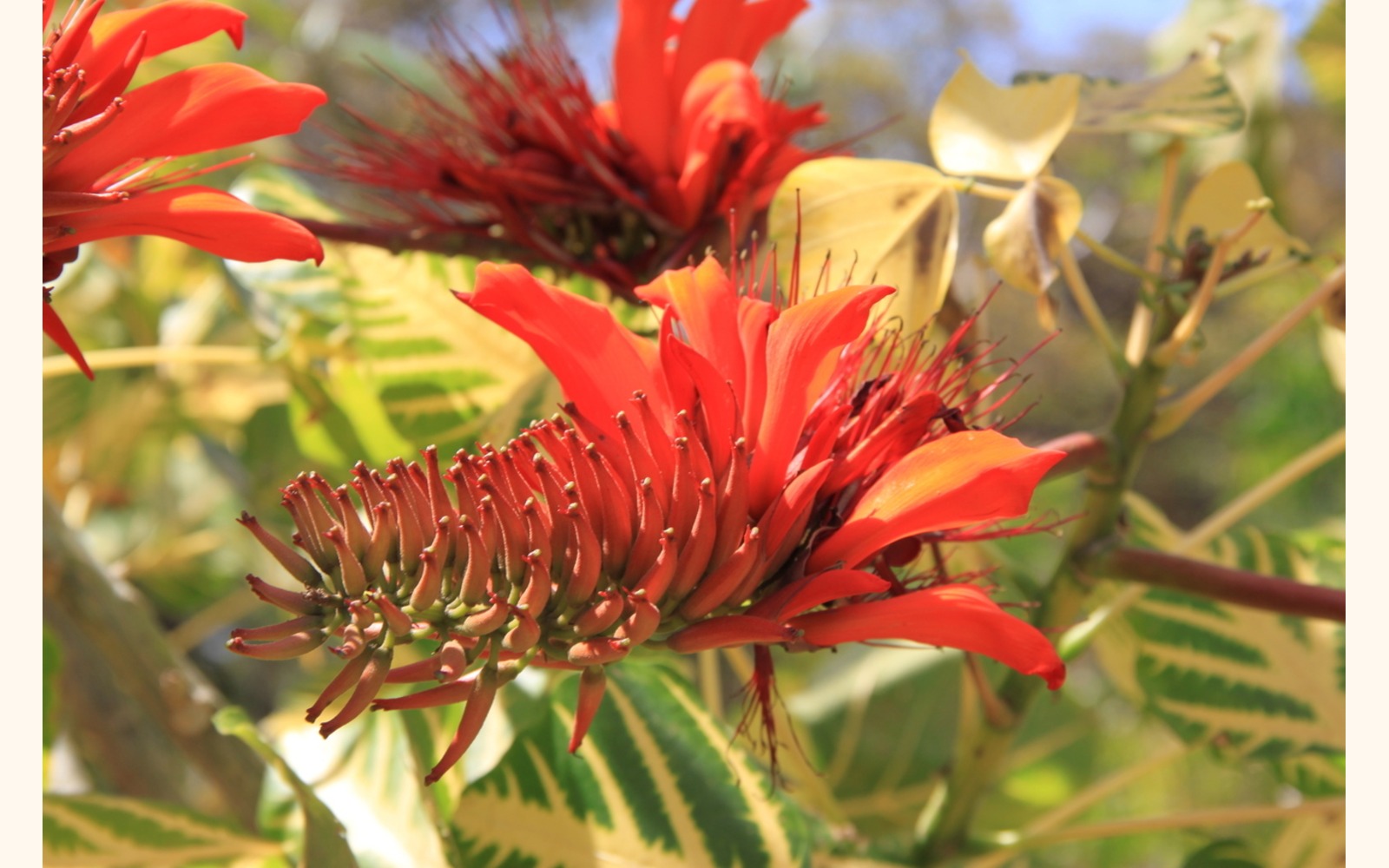 Slider_big_erythrina_variegata_flower_