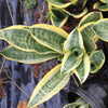 Thumb_sansevieria_yellow_edge_