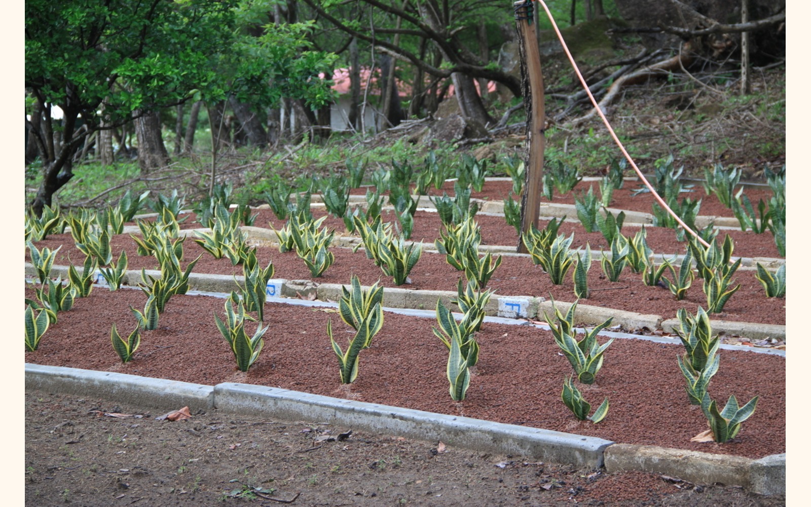 Slider_big_sansevieria_in_gravel_bed_