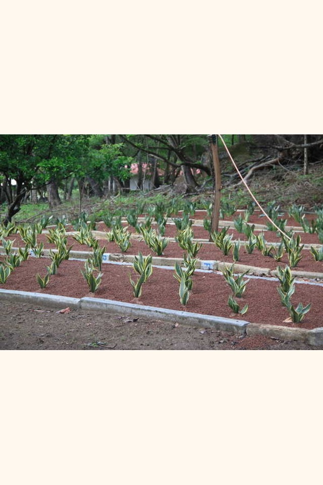 Slider_sansevieria_in_gravel_bed_