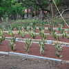 Thumb_sansevieria_in_gravel_bed_