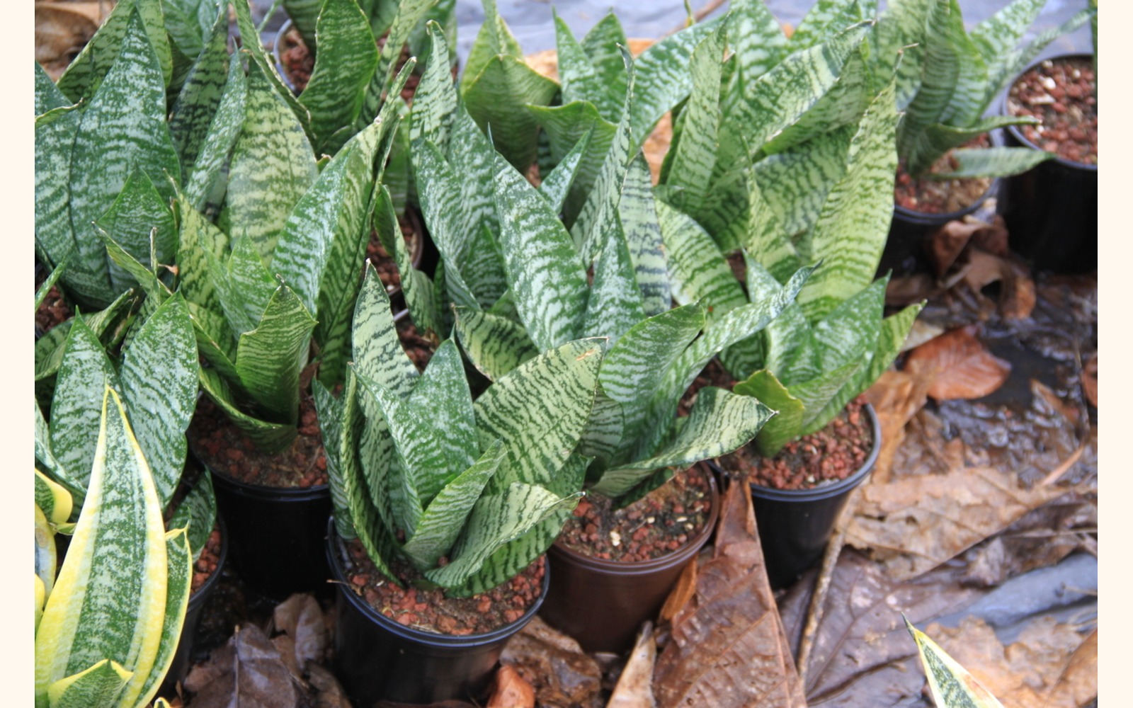 Slider_big_sansevieria_close_up