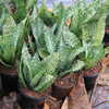 Thumb_sansevieria_close_up